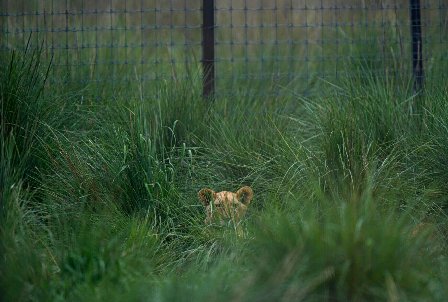 APTOPIX Mexico Animal Rescue
